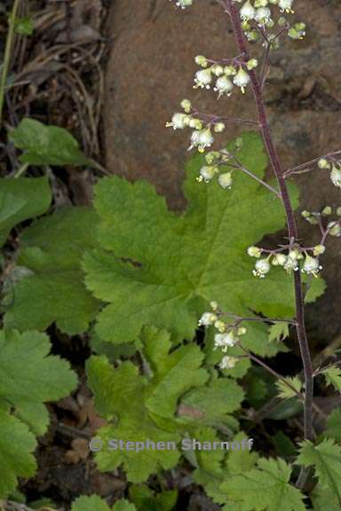 heuchera maxima 1 graphic